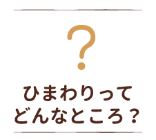 ひまわりってどんなところ？